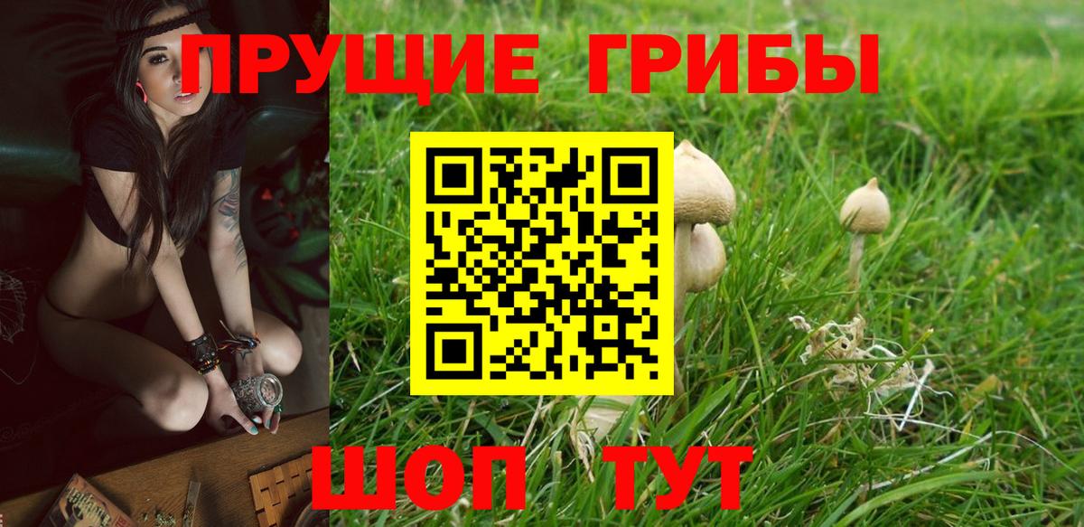 Псилоцибиновые грибы Cubensis Копейск